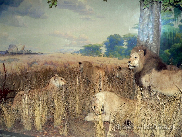 Picture 140.jpg - Lion family.